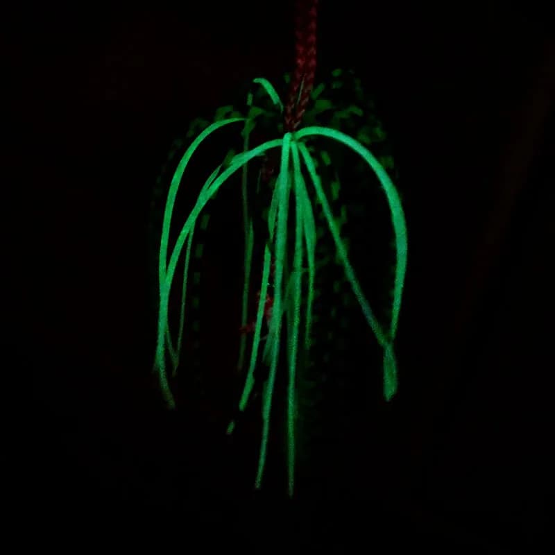 5 Jupe Silicone Luminescente pour Montage Assist Hook Inchiku - Accessoires Pêche Mer