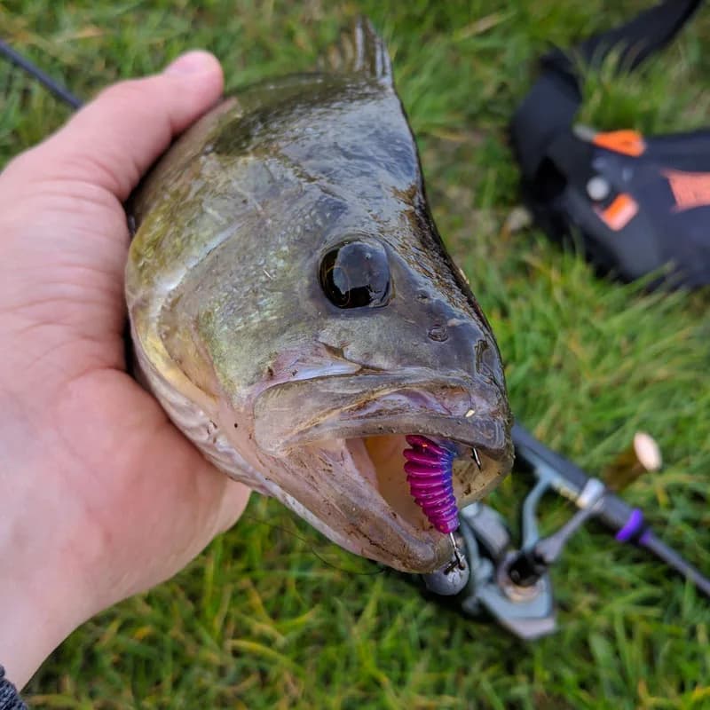 Leurre souple Tanta Fishy 2023 appât ver supercontinent pour la pêche de la carpe et du black bass