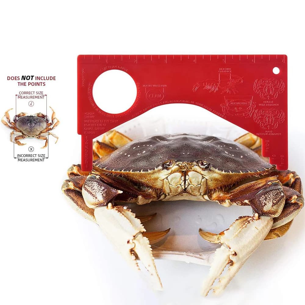 Jauge à crabes et crevettes mesure précise pour pêche équipement sportif durable