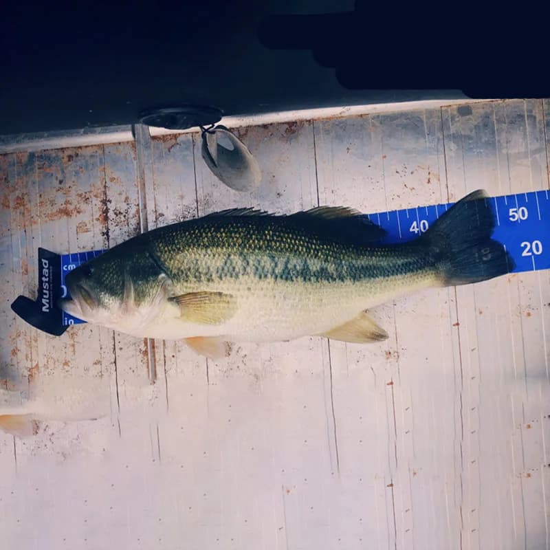 Règle de mesure pour poisson portable 140 cm résistante aux plis pour pêche en kayak et étang