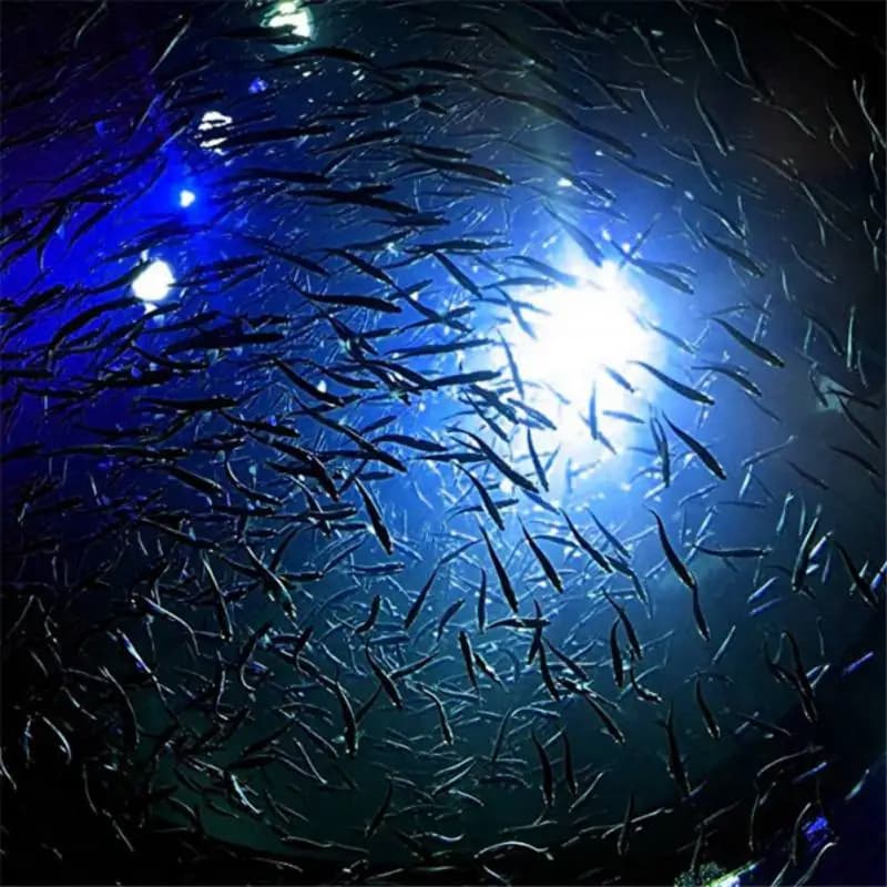 Lampe électronique sous-marine pour pêche - Attraction lumineuse LED pour poissons et calamars