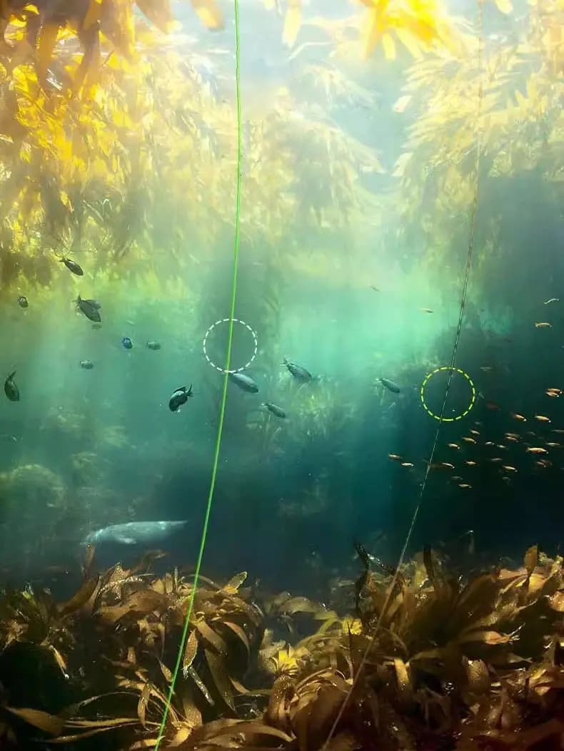 Fil de pêche fluorocarbone invisible et super résistant 3000m pour la carpe, fil coulant avec revêtement anti-repérage