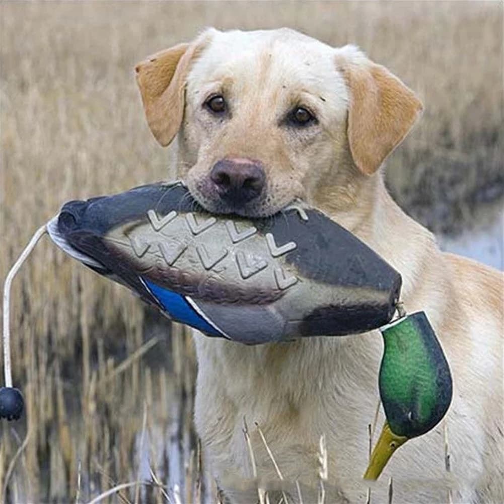 Leurre canard EVA résistant pour chien de chasse - Canard leurre d'entraînement mâle tête verte