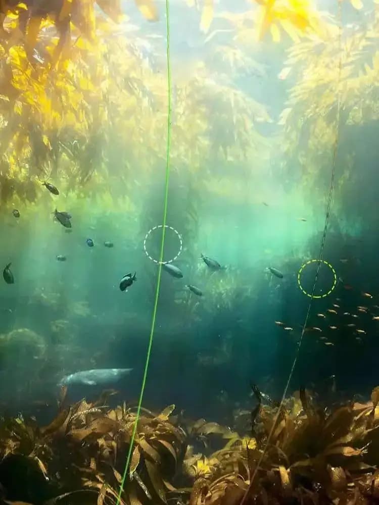 Ligne de pêche fluorocarbone invisible 220M pour carpe, super résistante et discrète sous l'eau