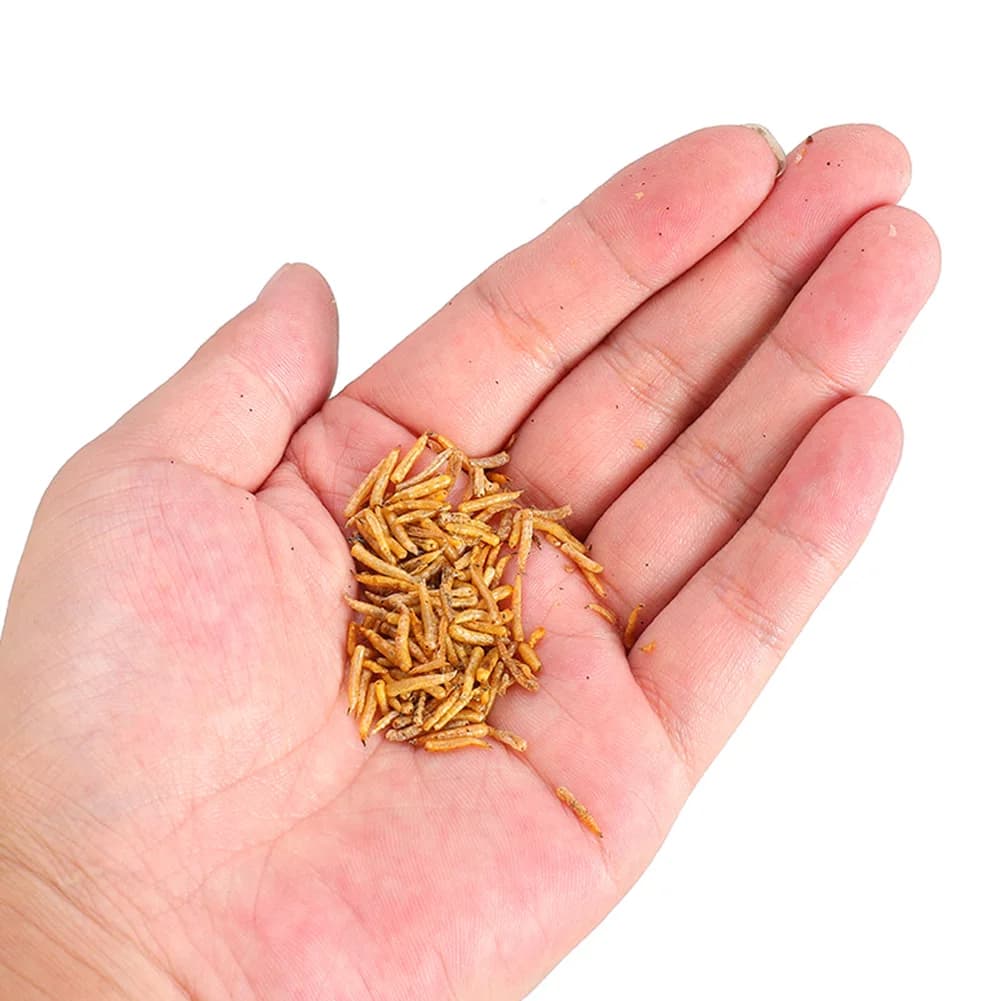 Asticots séchés 100g pour amorce carpe - additif naturel pour pêche au coup