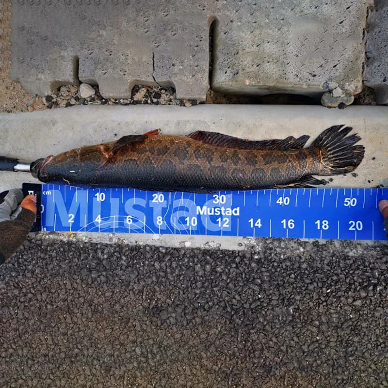Règle de mesure pour poisson portable 140 cm résistante aux plis pour pêche en kayak et étang