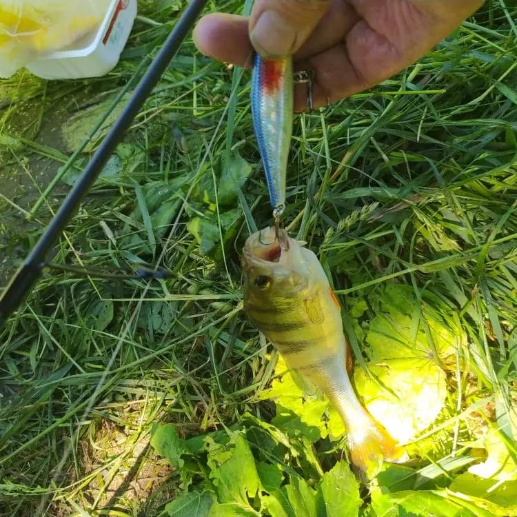 Leurre crankbait 8.8cm 9g pour brochet black bass - Minnow wobbleur jerkbait carnassiers