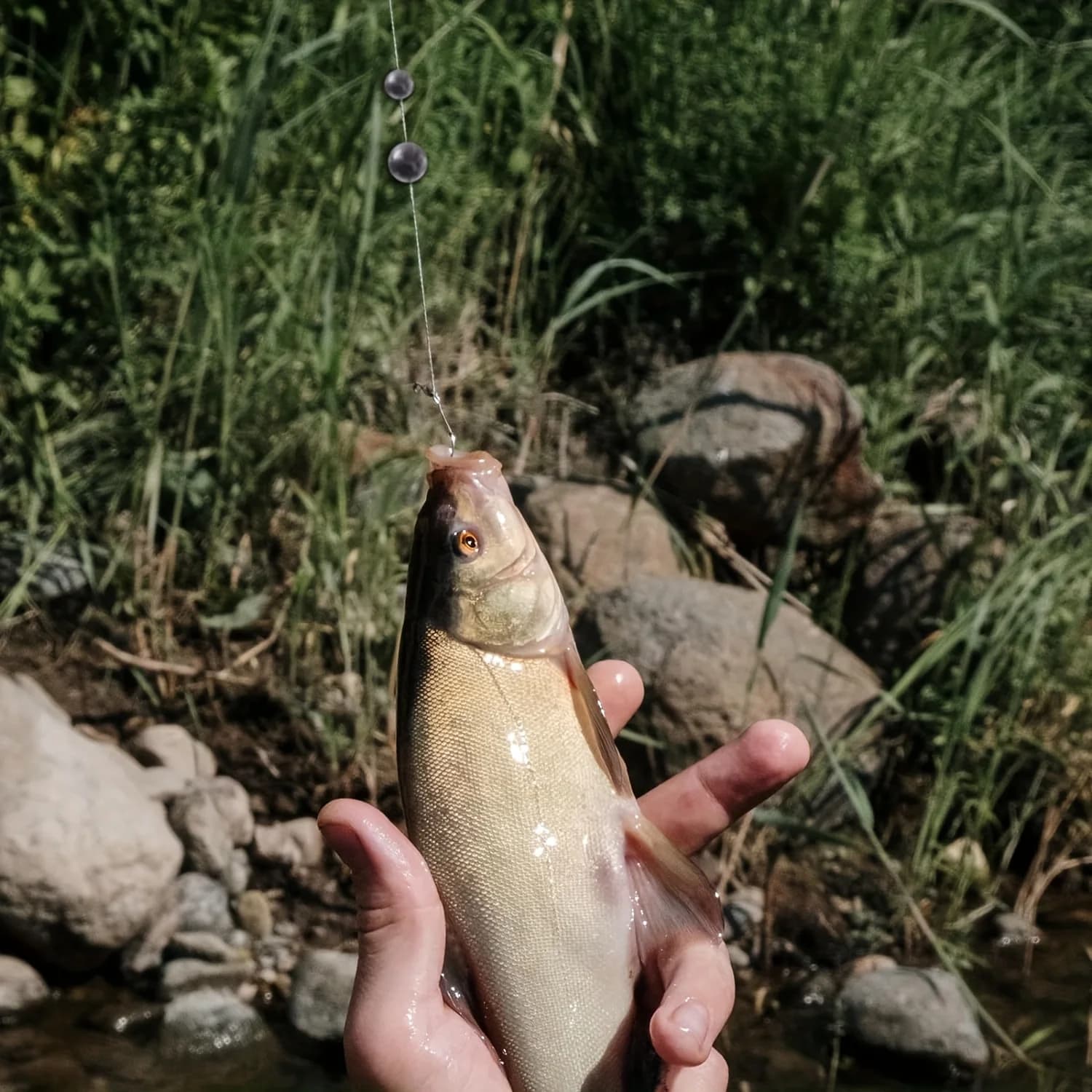 Plombs de pêche TAKBAS plombés amovibles ronds 7g à 1g pour toutes techniques