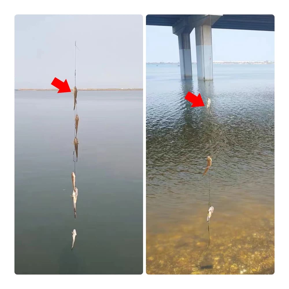 Groupe de pêche 5 hôtes Iseni anti-embrouillage avec gaine pour ligne et hameçons gros chevaux