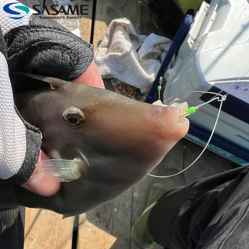 Montage Sabiki SASAME Japon fluorocarbone lumineux pour pêche mer accessoires matériel pêche côtière