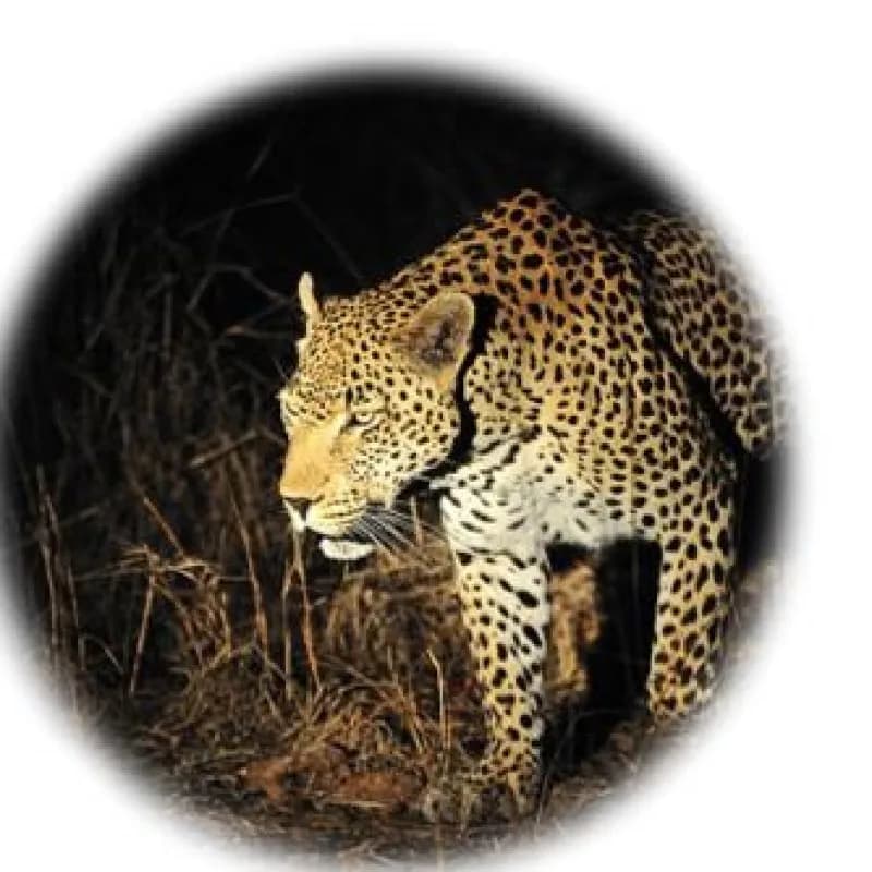 Caméra de chasse détection mouvement vision nocturne IR pour observation animaux et chasse faune extérieure