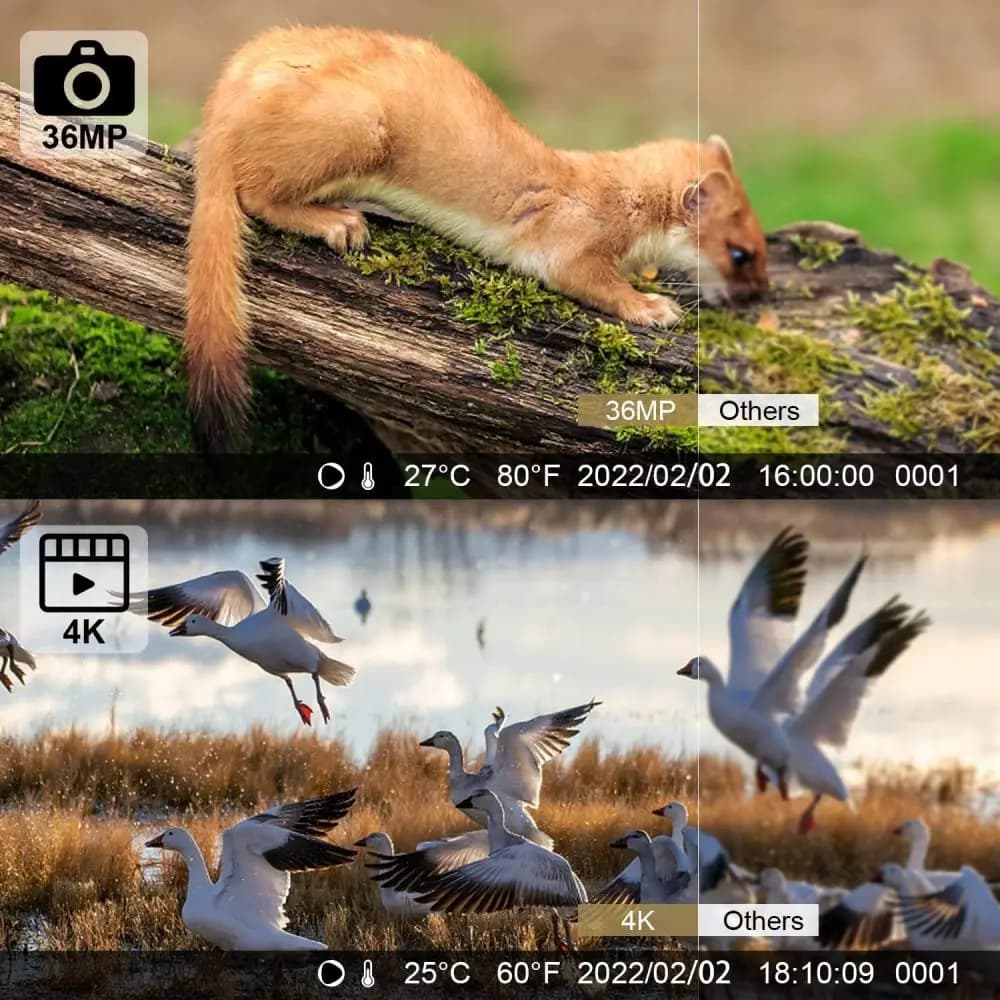 Caméra trappe 24MP vision nocturne infrarouge 0.3s étanche pour observation faune française