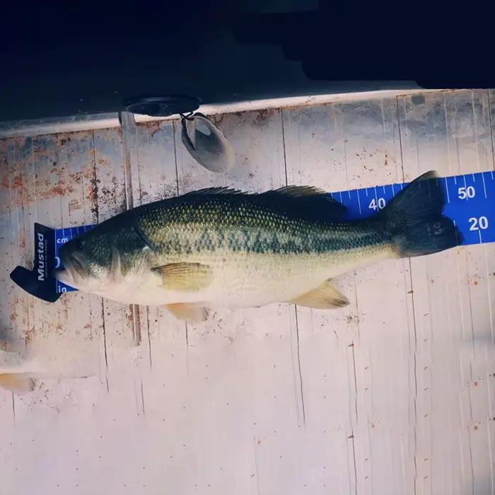 Règle de mesure pour poisson portable 140 cm résistante aux plis pour pêche en kayak et étang