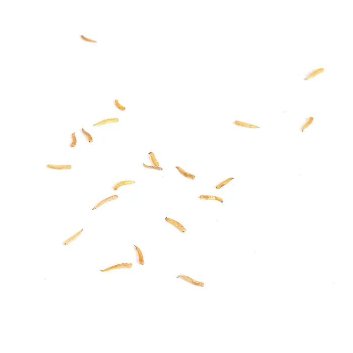 Asticots séchés 100g pour amorce carpe - additif naturel pour pêche au coup