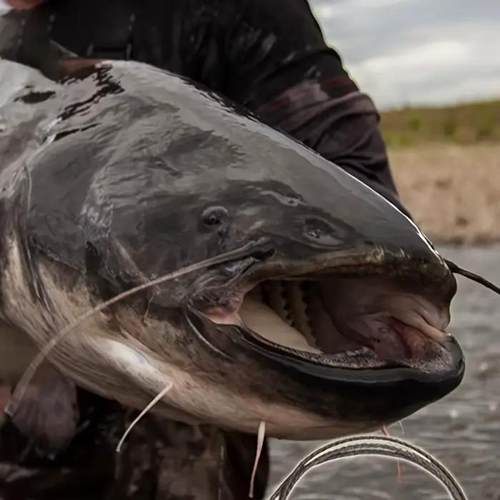 Montages pour silure avec flotteur - Rigs de pêche au poisson-chat avec bouchon coulissant